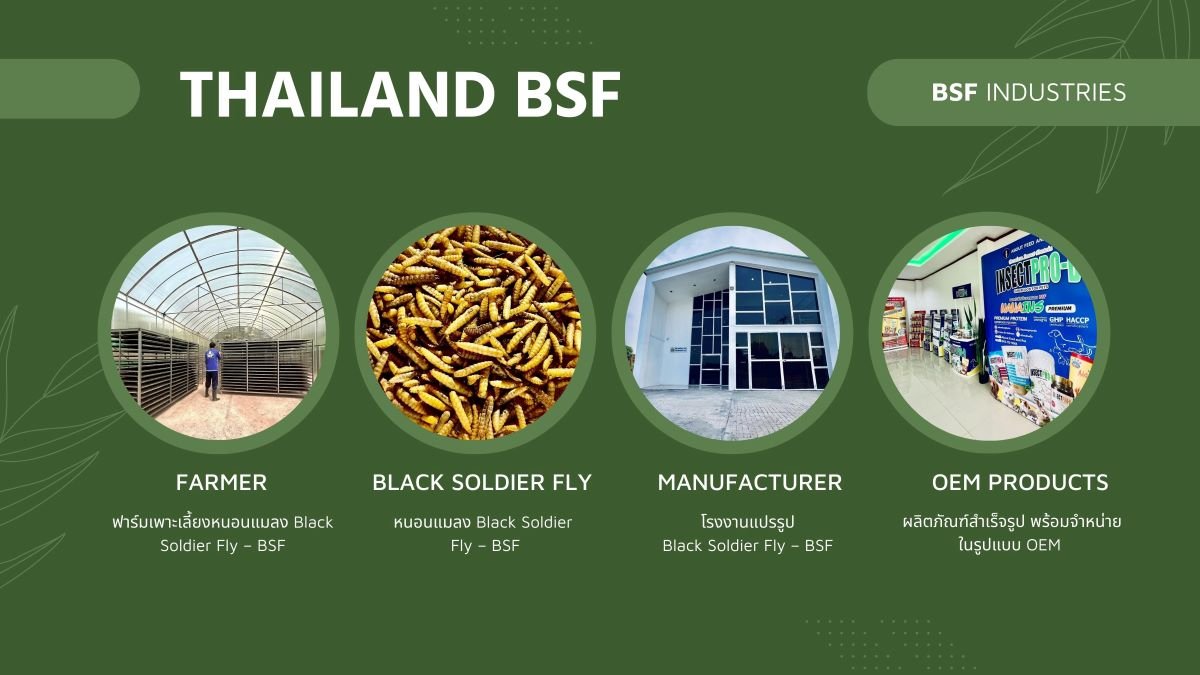 BSF FARM ฟาร์มเพาะเลี้ยงแมลง Black Soldier Fly (ฺBSF)