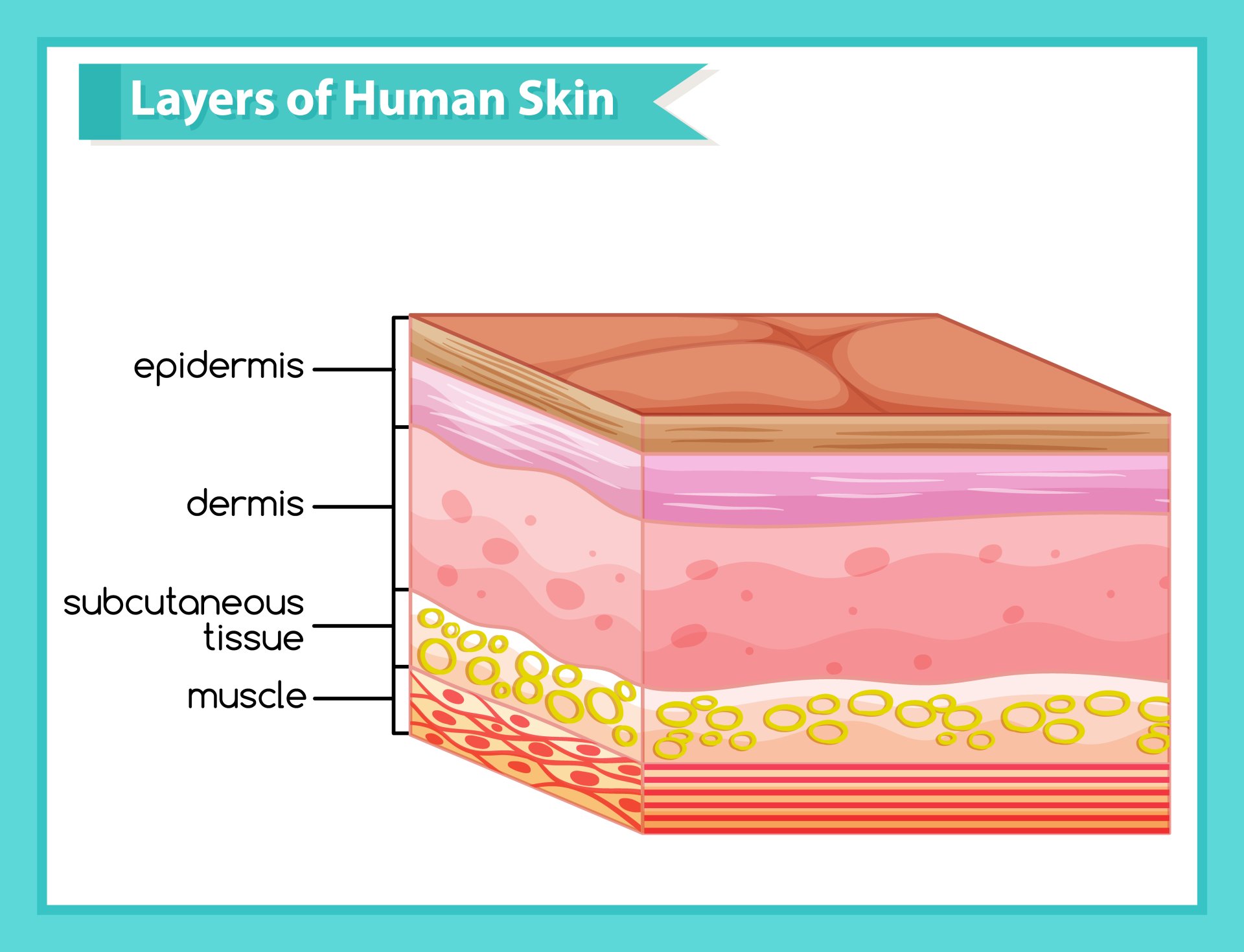 เมื่อผิวชั้นนอก (Epidermis) ไม่แข็งแรง ทำให้ผิวแห้งเสียและแพ้ง่าย