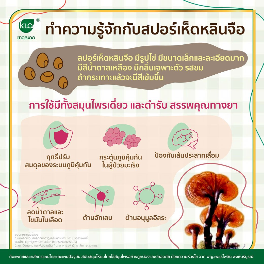 ทำความรู้จักกับสปอร์เห็ดหลินจือ