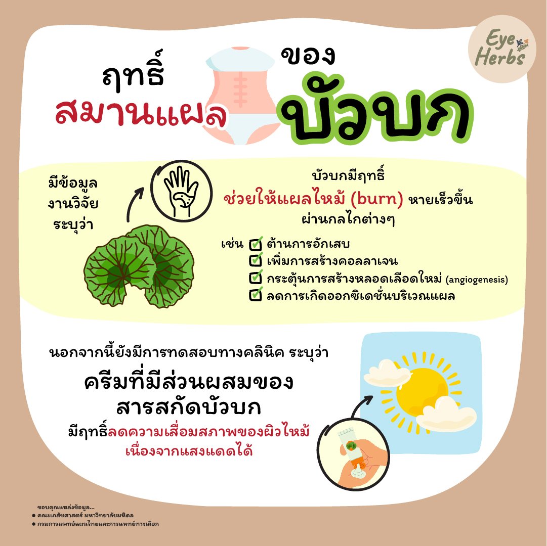 ฤทธิ์สมานแผลของบัวบก
