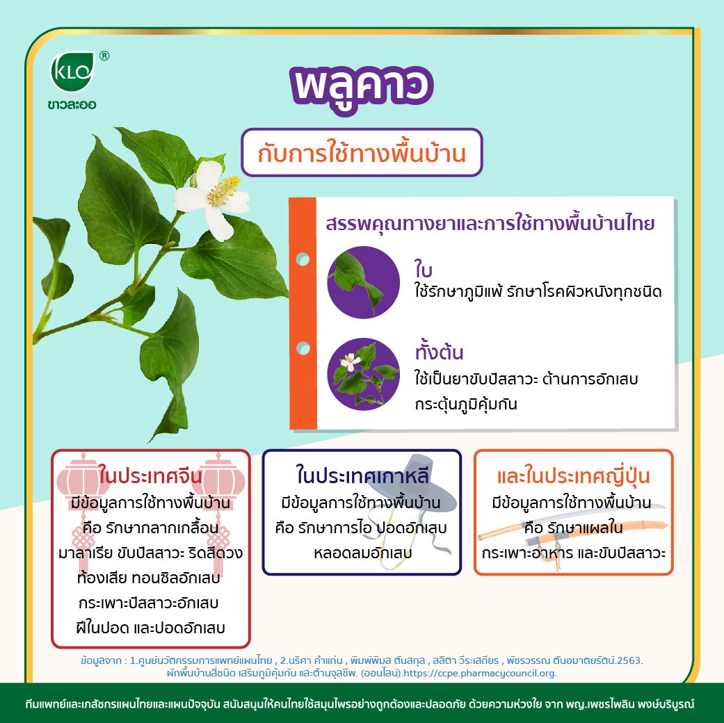 Medicinal properties and folk uses of Plu Kaow