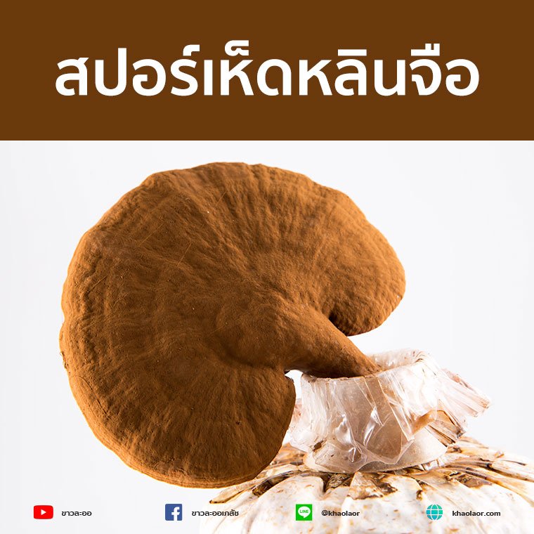 สปอร์เห็ดหลินจือที่กะเทาะเปลือกแล้ว ดีอย่างไร?