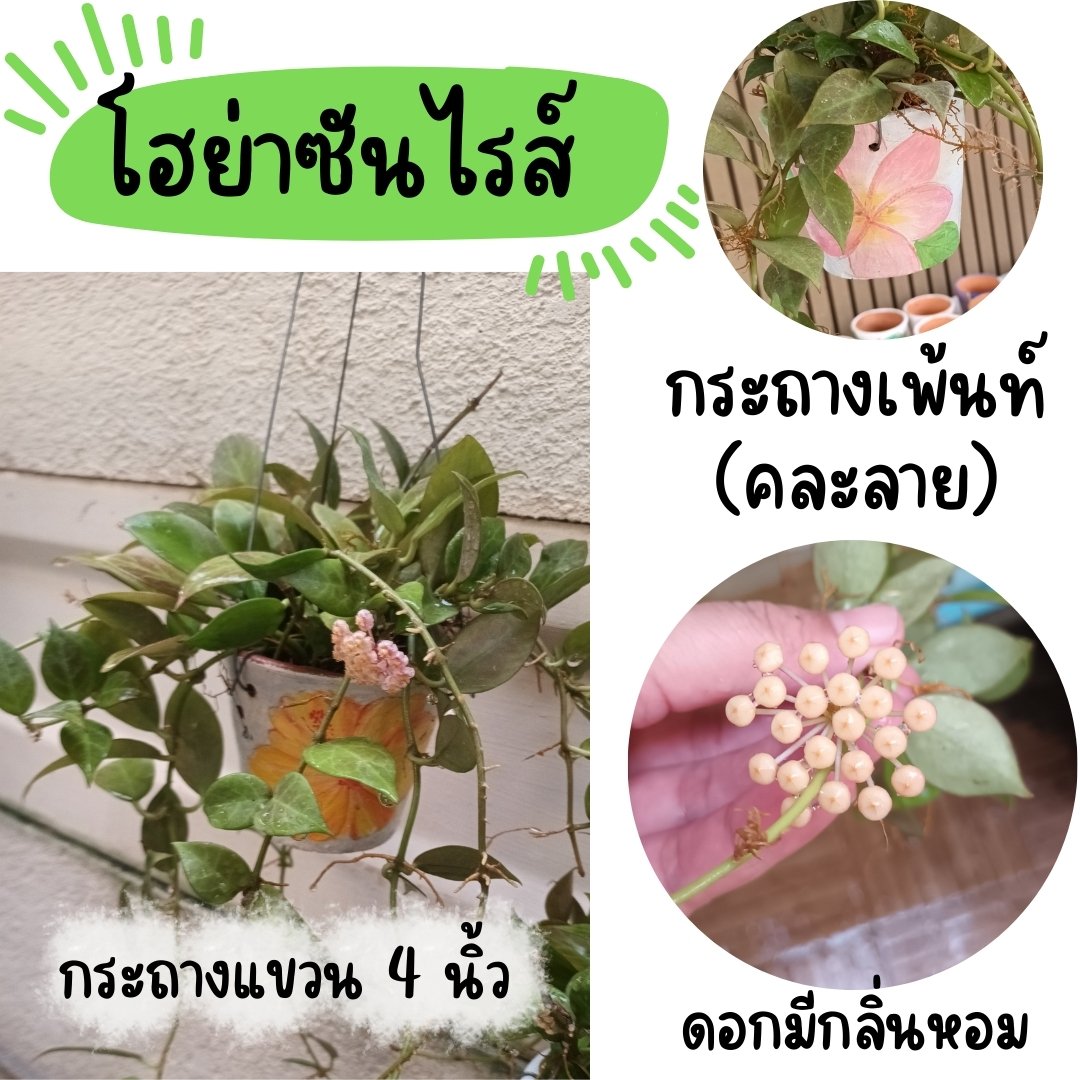 ต้นโฮย่าซันไรส์ใบเขียวแดงน้ำตาลมีดอกหอมในกระถางเพ้นท์แขวนคละลายขนาด 4 นิ้ว ไม้รำไร