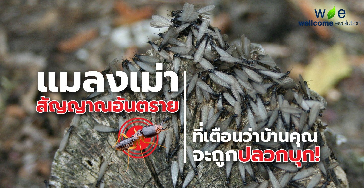 Moth or Mayfly sign of dangerous termites infestation