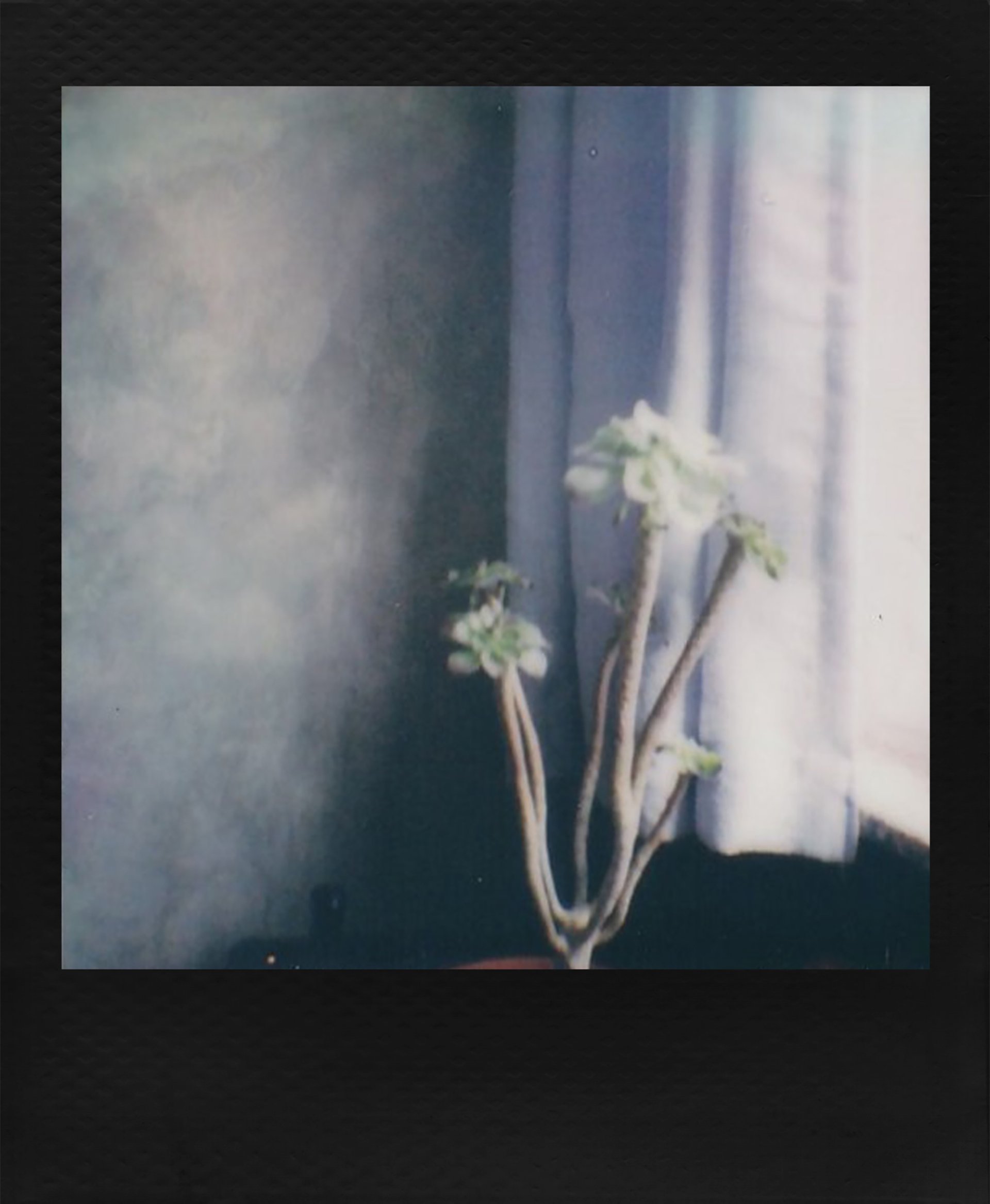 Polaroid GO Film Float Frame - Suits Four Polaroid Gos | Wooden Photo Polaroid GO Film Float Frame - Suits Four Polaroid Gos | Wooden Photo