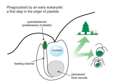 การค้นพบสาหร่ายกินแบคทีเรีย อาจอธิบายได้ว่าพืชมีสีเขียวได้อย่างไร 