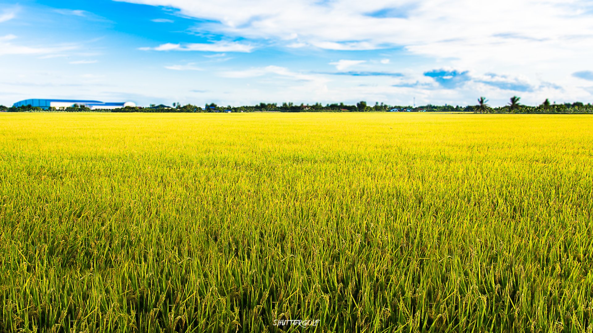 โรงเรียนธรรมชาติบ้านริมน้ำ ของอ.เป้ สีน้ำ shuttergolf