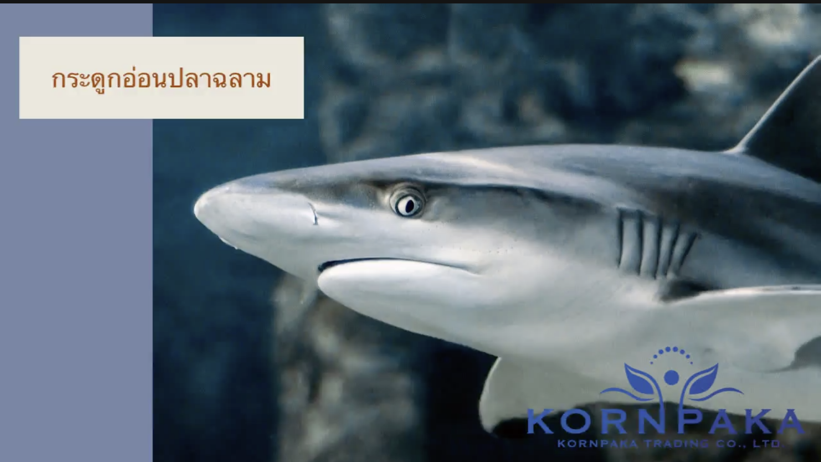กระดูกอ่อนปลาฉลาม (Shark cartilage)