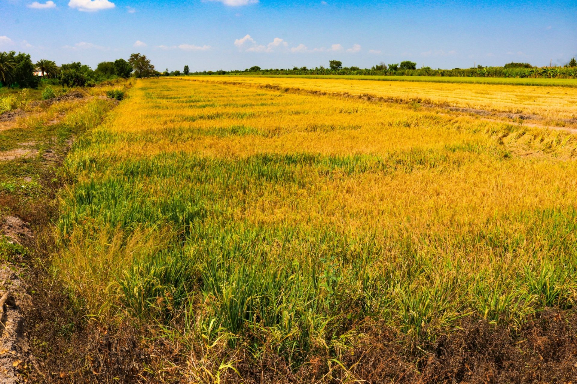 Experimental rice field 