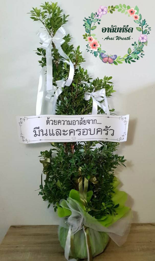 พวงหรีดต้นไทร