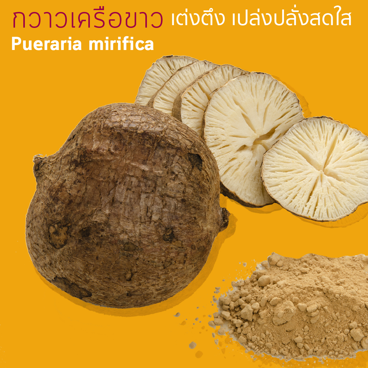 กวาวเครือขาวเต่งตึงเปล่งปลั่งสดใส