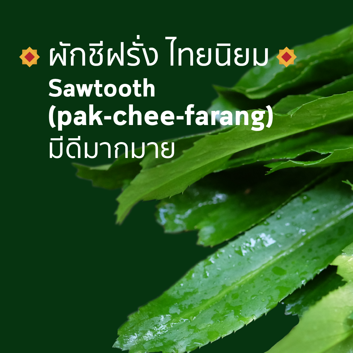 ผักชีฝรั่ง ไทยนิยม มีดีมากมาย