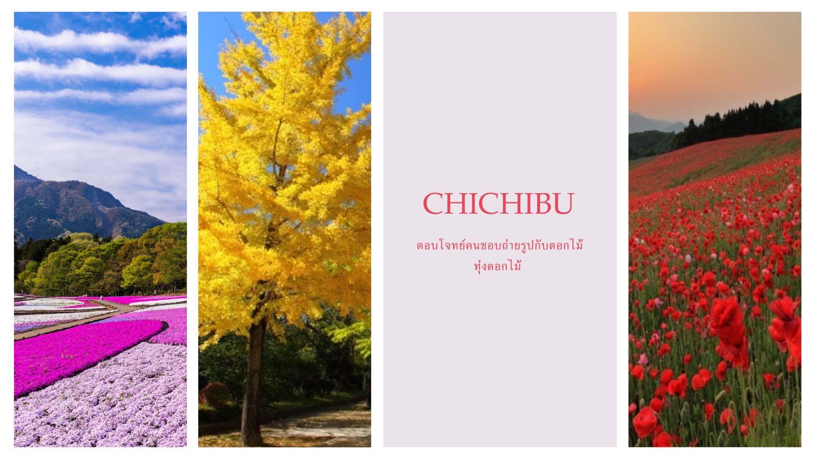 Chichibu ตอบโจทย์คนถ่ายรูปกับดอกไม้ทุ่งดอกไม้ญี่ปุ่น