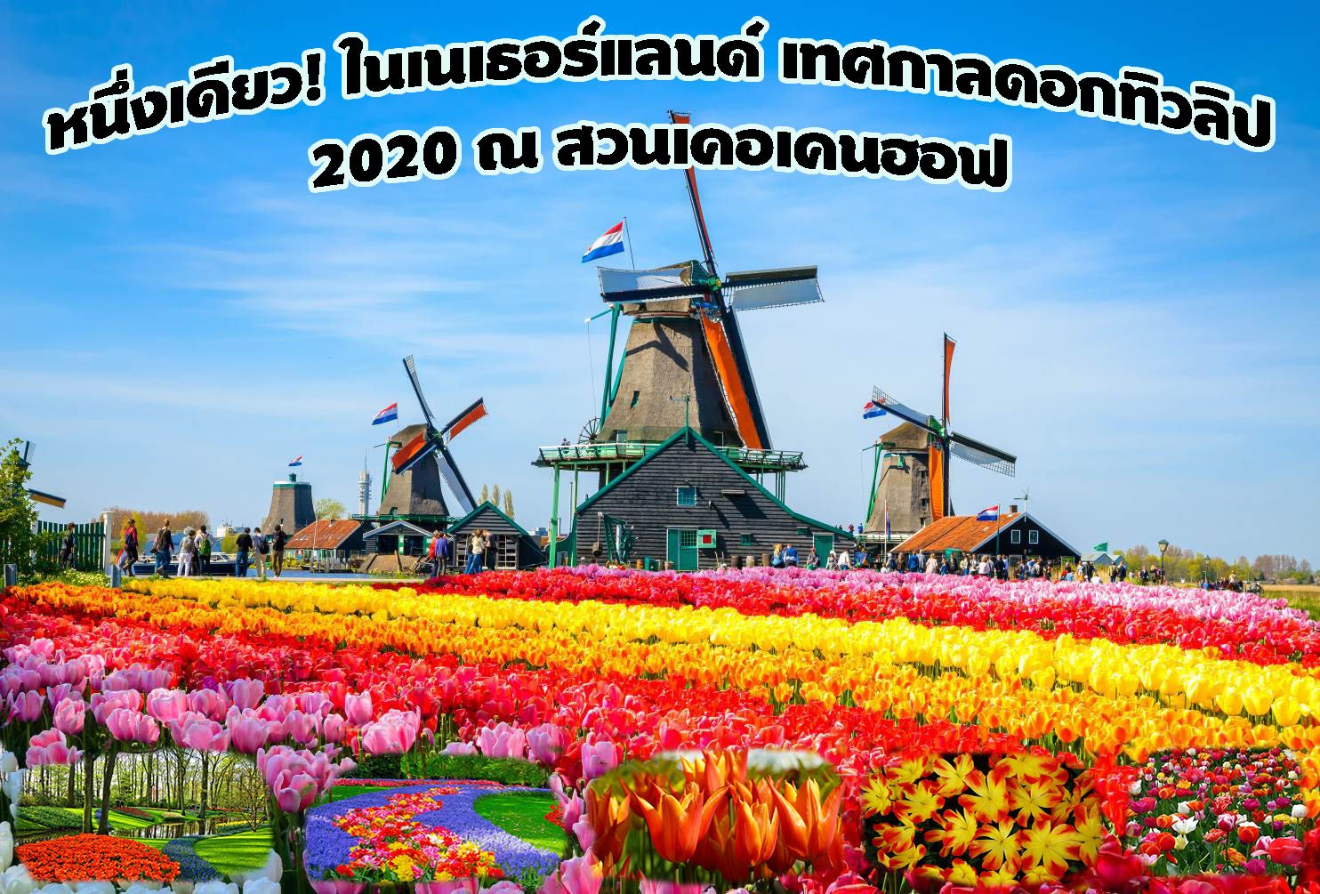หนึ่งเดียว! ในเนเธอร์แลนด์ เทศกาลดอกทิวลิป 2020 ณ สวนเคอเคนฮอฟ