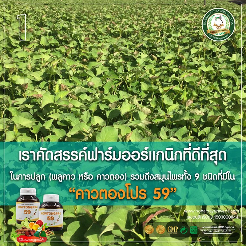 กว่าจะเป็น “คาวตองโปร 59” คุณค่าจากสารสกัดสำคัญ 9 ชนิด “ให้คุณพร้อมเริ่มต้นสุขภาพดี ในทุกวัน”  ได้แก่ พลูคาว วิตามินซี เบต้ากลูแคนจากยีสต์ อบเชย เห็ดหลินจือ เจียวกู้หลาน ถั่งเช่า กระชายดำ และมะขามป้อม ฯลฯ กว่าจะเป็น “คาวตองโปร 59” คุณค่าจากสารสกัดสำคัญ 9 ชนิด “ให้คุณพร้อมเริ่มต้นสุขภาพดี ในทุกวัน”  ได้แก่ พลูคาว วิตามินซี เบต้ากลูแคนจากยีสต์ อบเชย เห็ดหลินจือ เจียวกู้หลาน ถั่งเช่า กระชายดำ และมะขามป้อม ฯลฯ