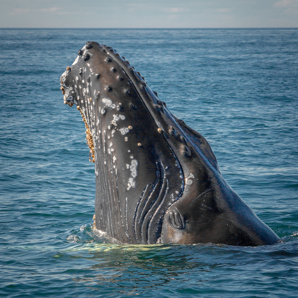 In a Search of Whales In a Search of Whales