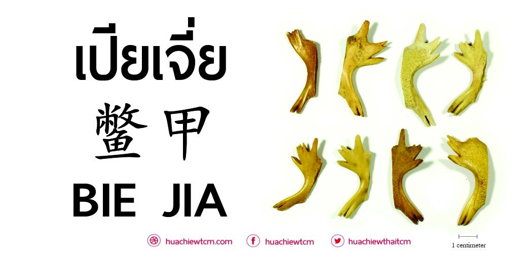 เปียเจี่ย 鳖甲  -  ข้อมูลสมุนไพรจีน
