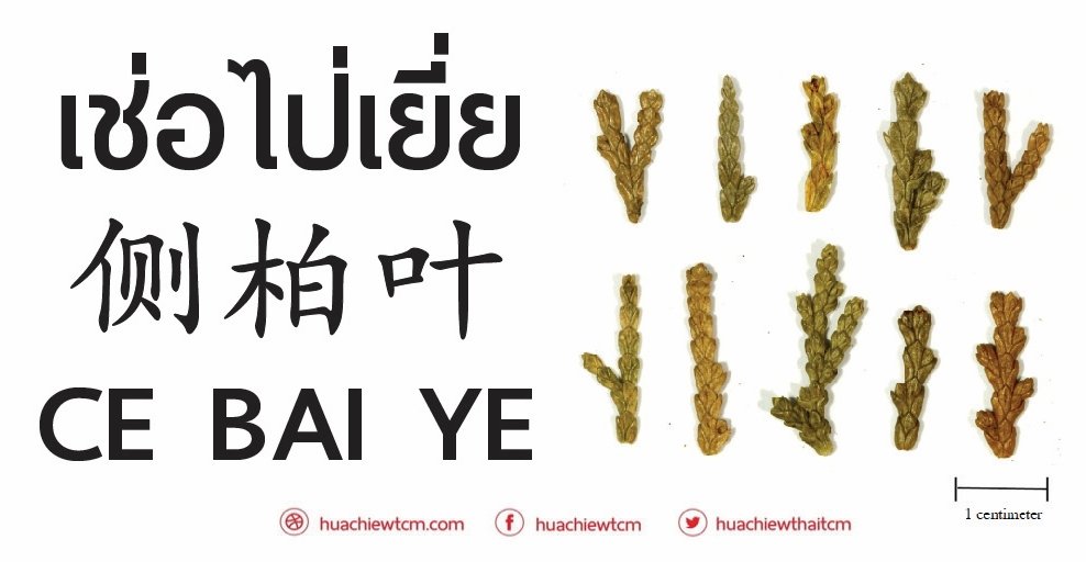 เช่อไป่เยี่ย 侧柏叶 -  ข้อมูลสมุนไพรจีน