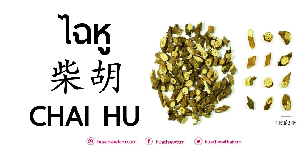 ไฉหู 柴胡 - ข้อมูลสมุนไพร