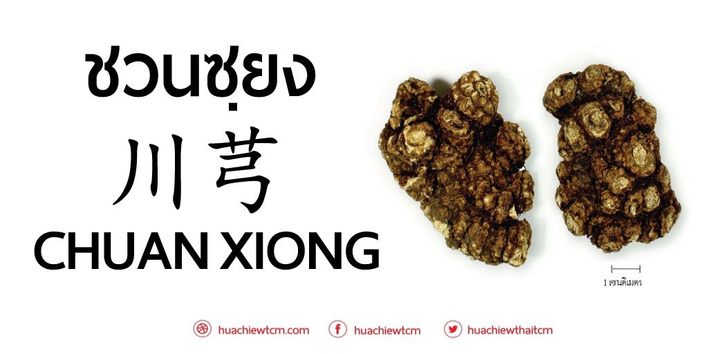 ชวนซฺยง (川芎) - ข้อมูลสมุนไพรจีน