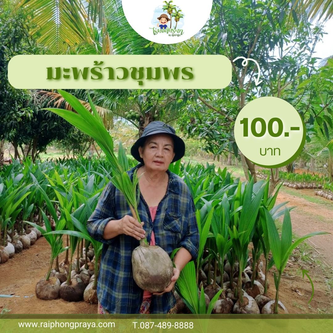 ต้นพันธุ์มะพร้าวแกงชุมพรแท้ สายพันธุ์โบราณ ปลูกง่าย ให้ลูกดก Bild & Inspiration ต้นพันธุ์มะพร้าวแกงชุมพรแท้ สายพันธุ์โบราณ ปลูกง่าย ให้ลูกดก