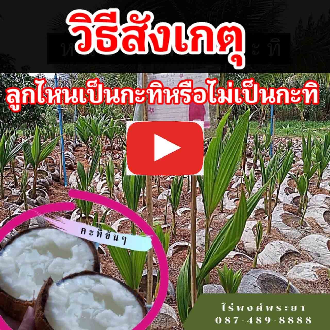 วิธีดูมะพร้าวกะทิ วิธีดูมะพร้าวกะทิ