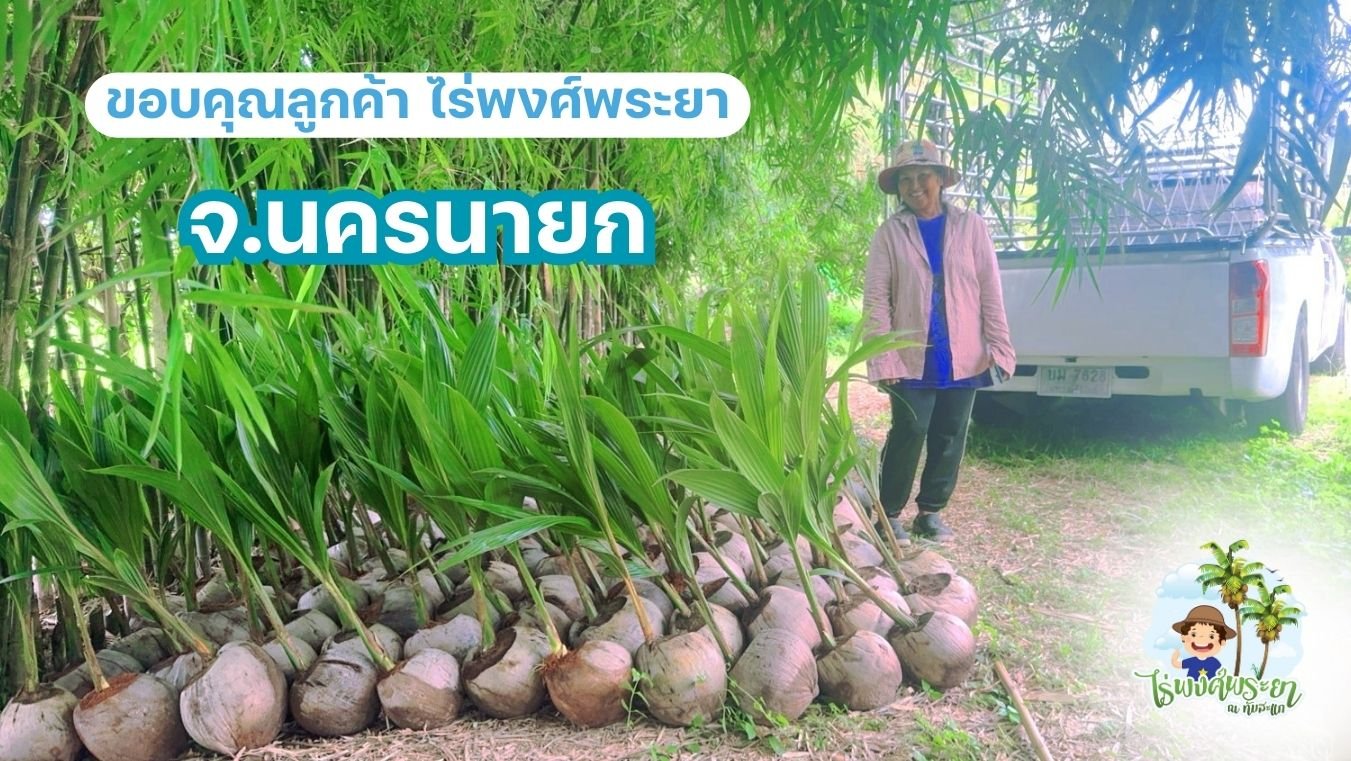 มะพร้าวทับสะแก 4