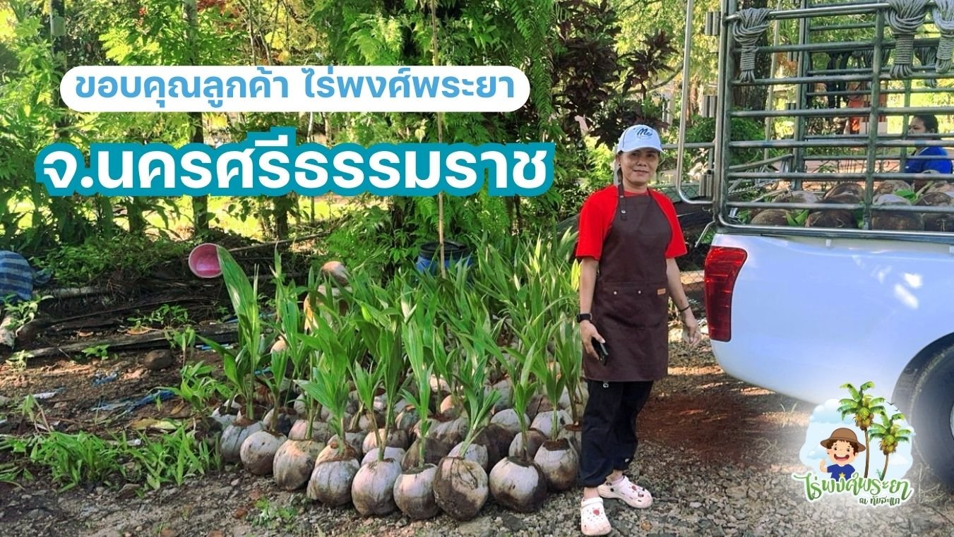 มะพร้าวทับสะแก 3