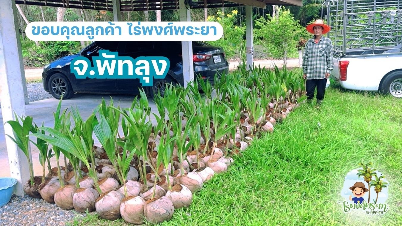 มะพร้าวทับสะแก 2