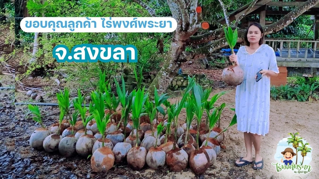 มะพร้าวทับสะแก 1