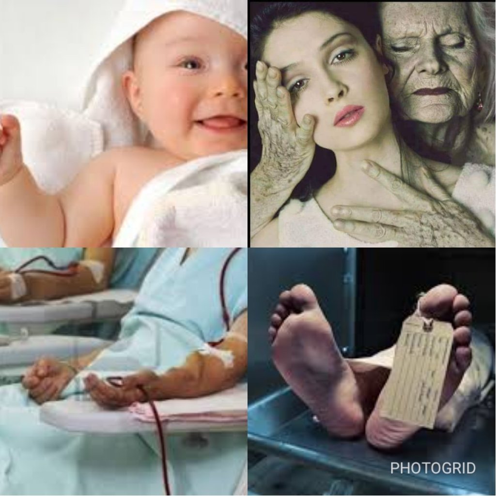 สัตว์โลกย่อมเป็นไปตามกรรม