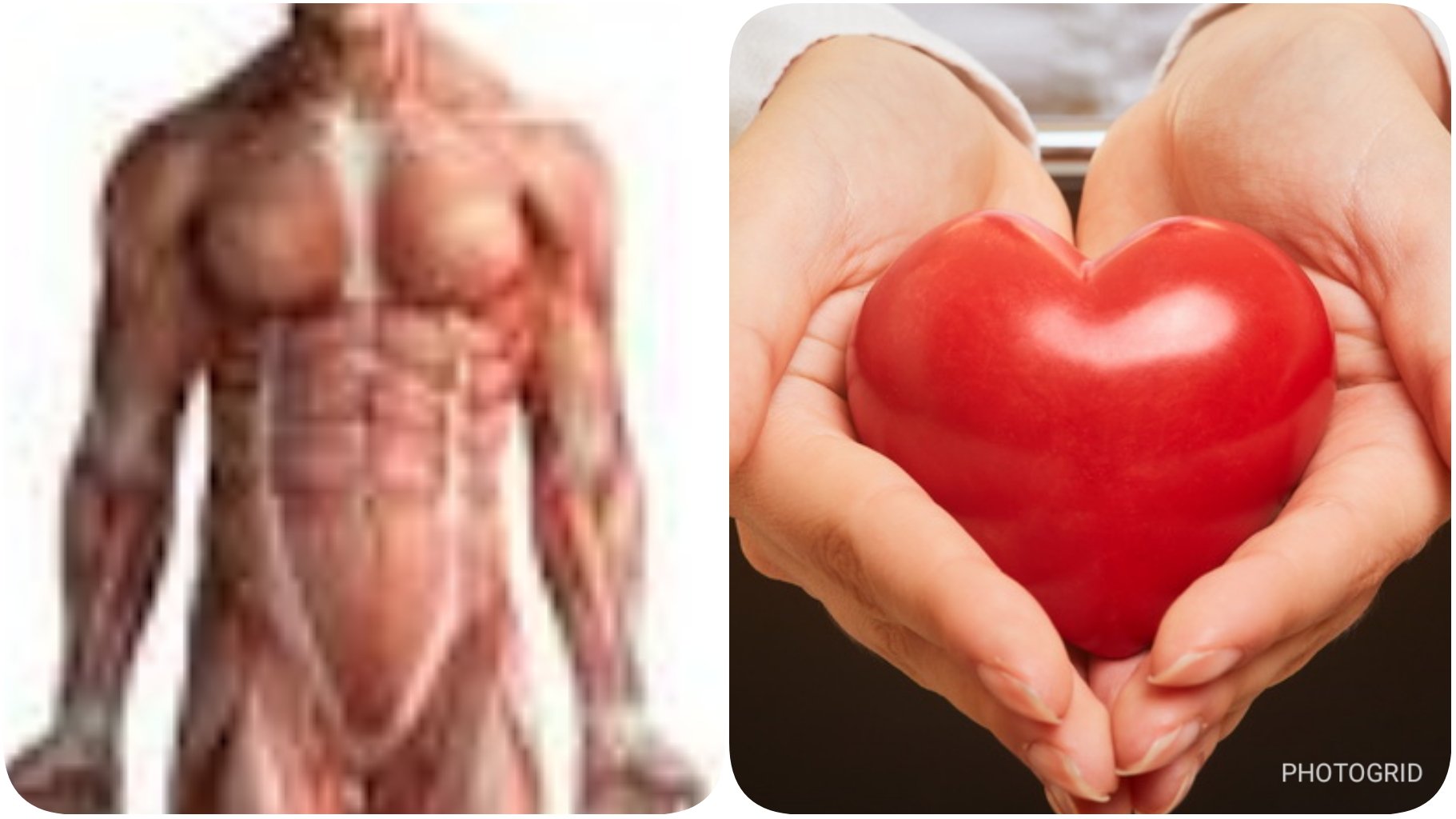 ใจเป็นนาย กายเป็นบ่าว