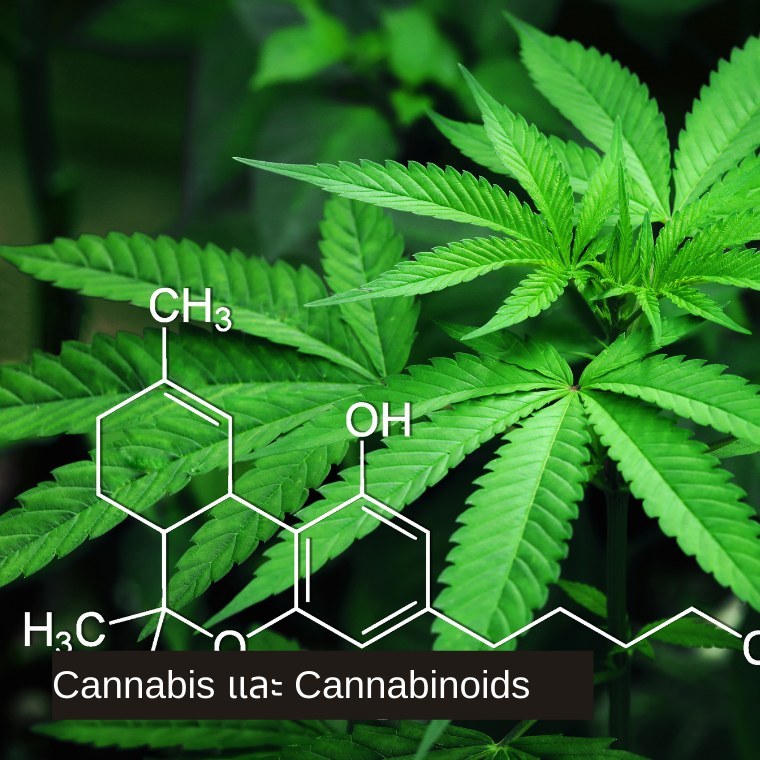 Cannabis และ Cannabinoids ชนิดที่ใช้เป็นยาในบางประเทศ