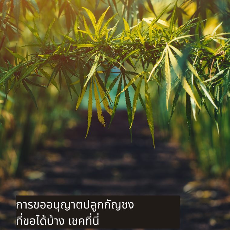 กัญชง