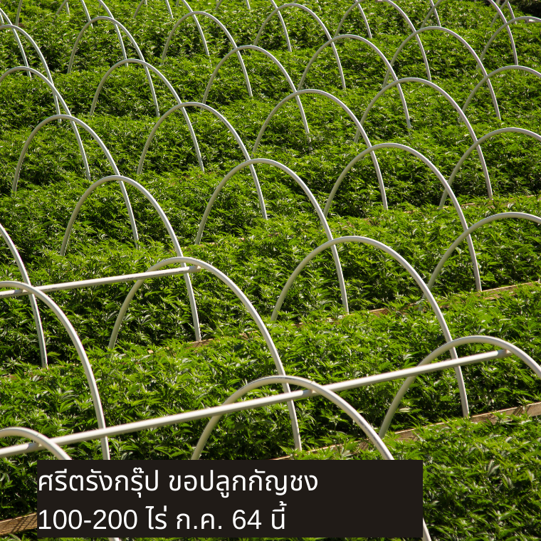 กัญชง