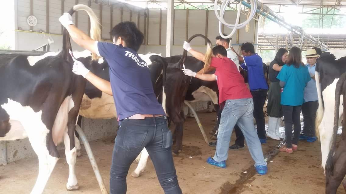 ธุรกิจบริหารผสมเทียมและรักษา ธุรกิจบริหารผสมเทียมและรักษา