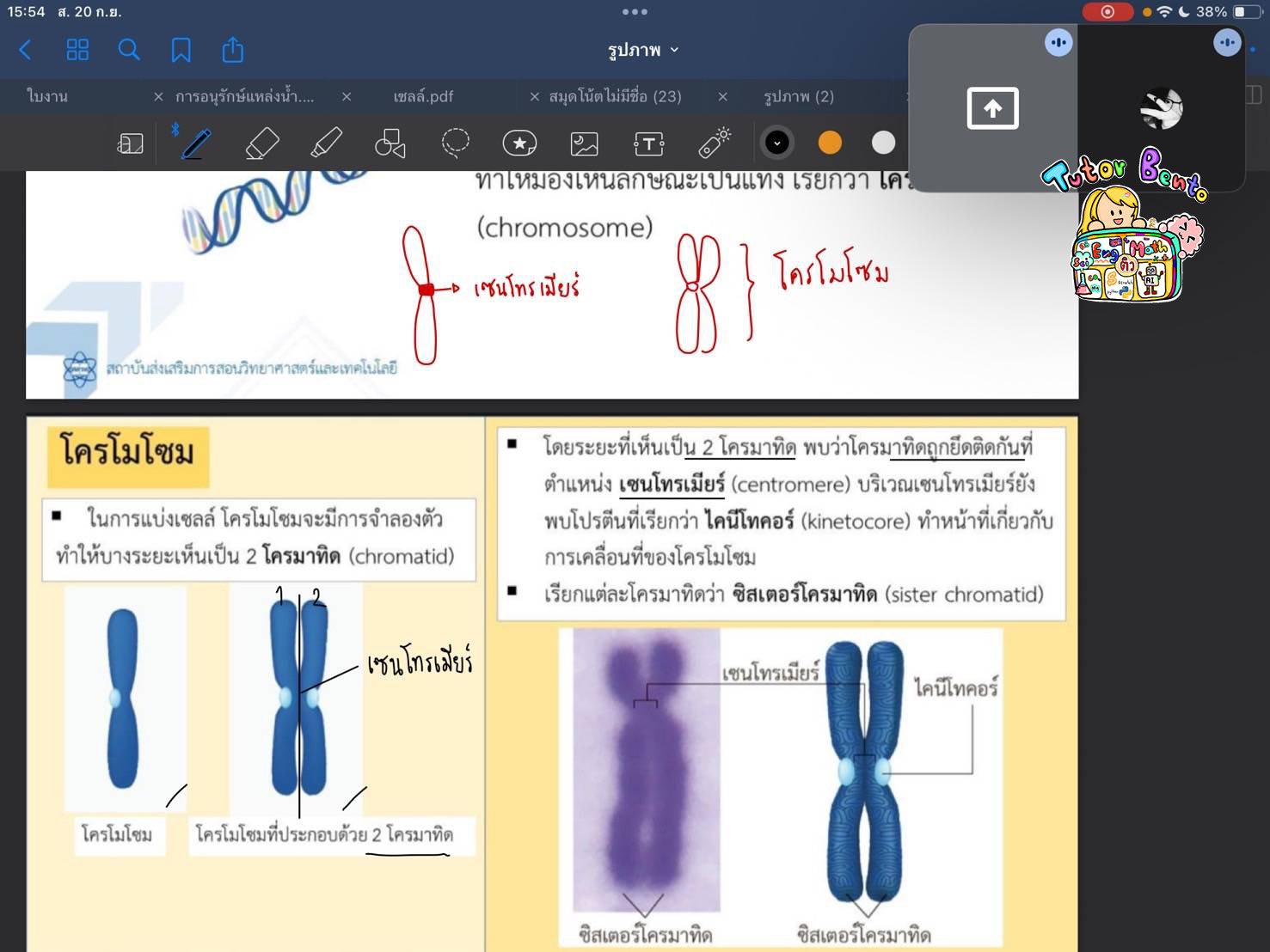 tutorbento.com รีวิว
