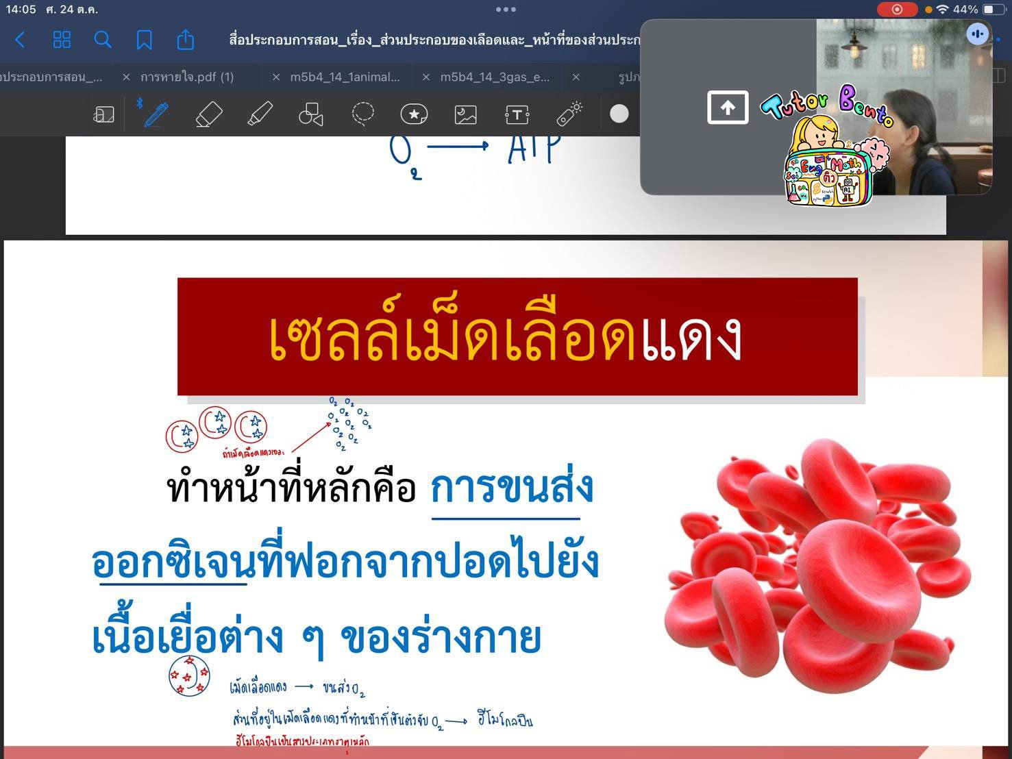 tutorbento.com รีวิว