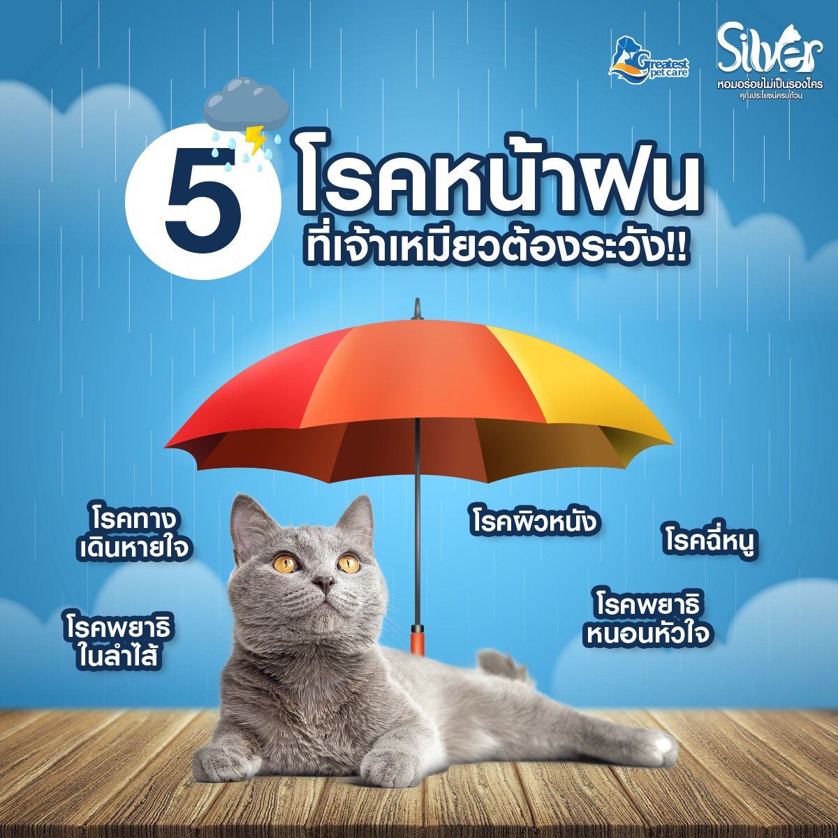 5 โรคหน้าฝน ที่เจ้าเหมียวต้องระวัง!!