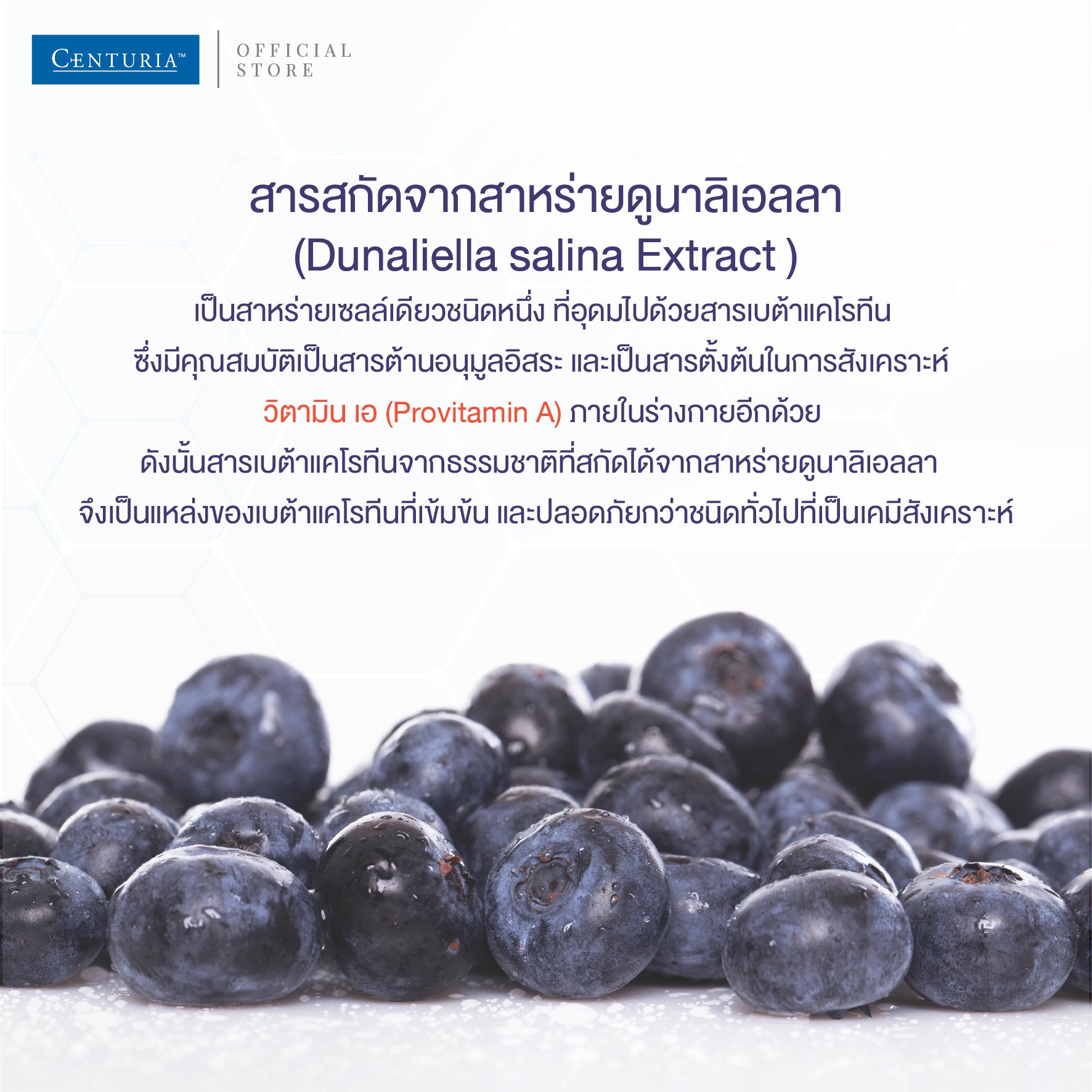 Centuria bilberry