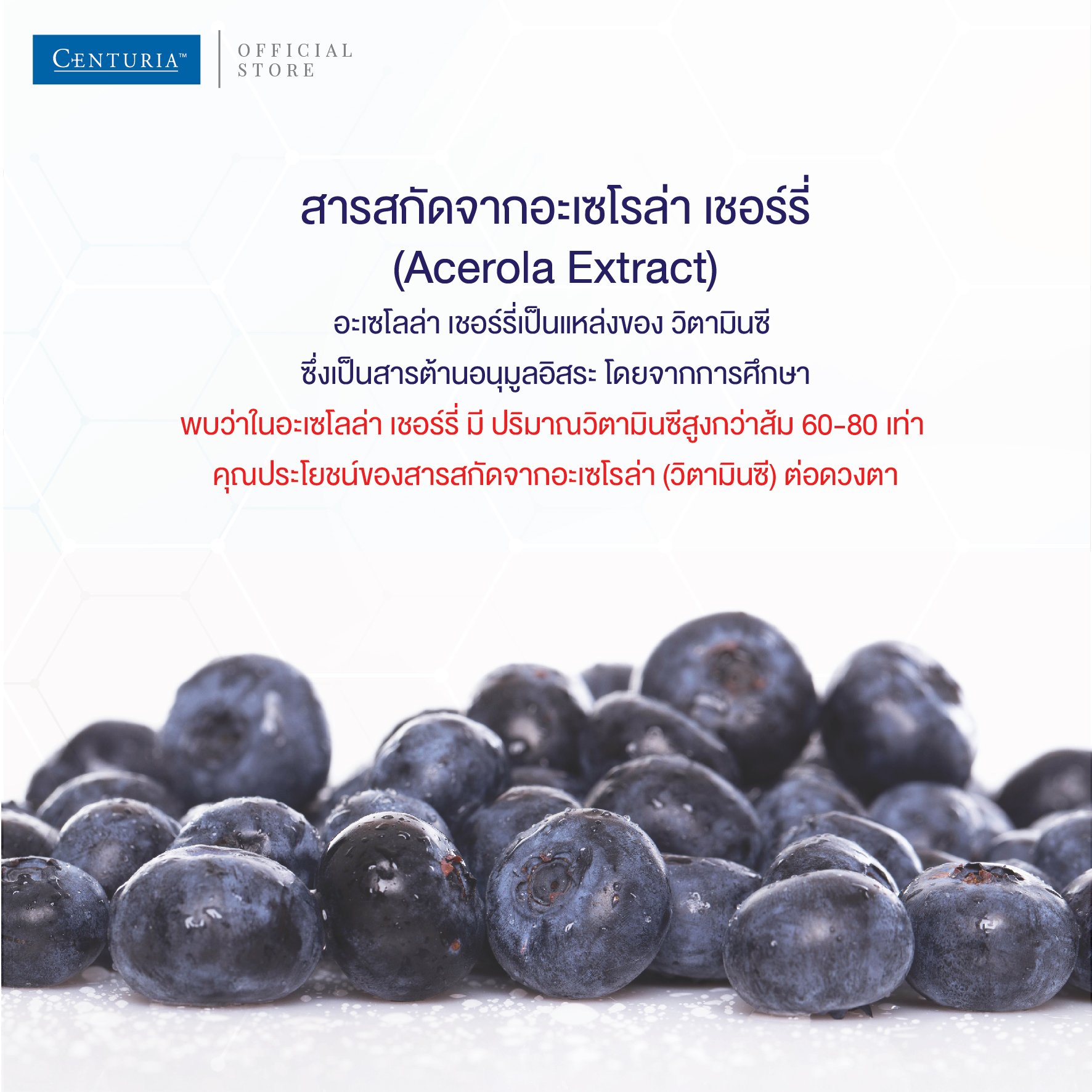 Centuria bilberry