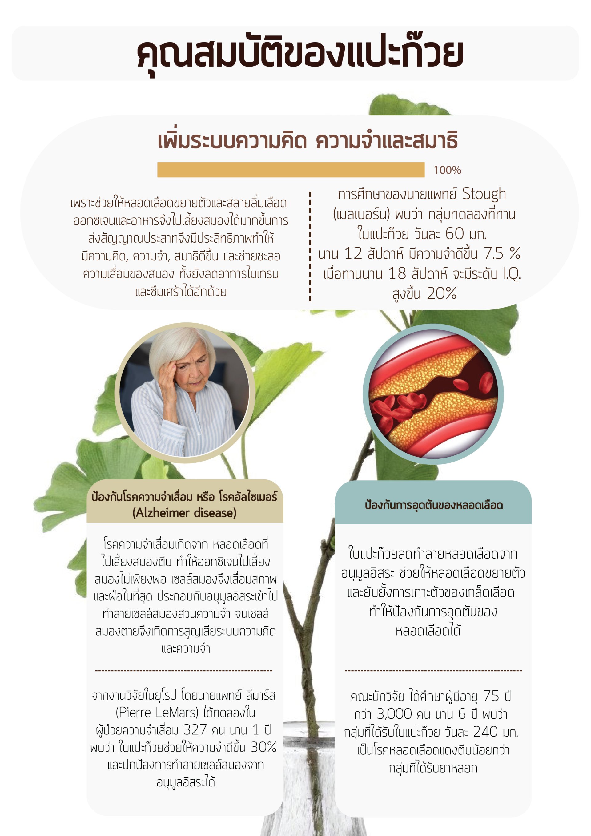 Ginkgo คุณสมบัติของแปะก๊วย