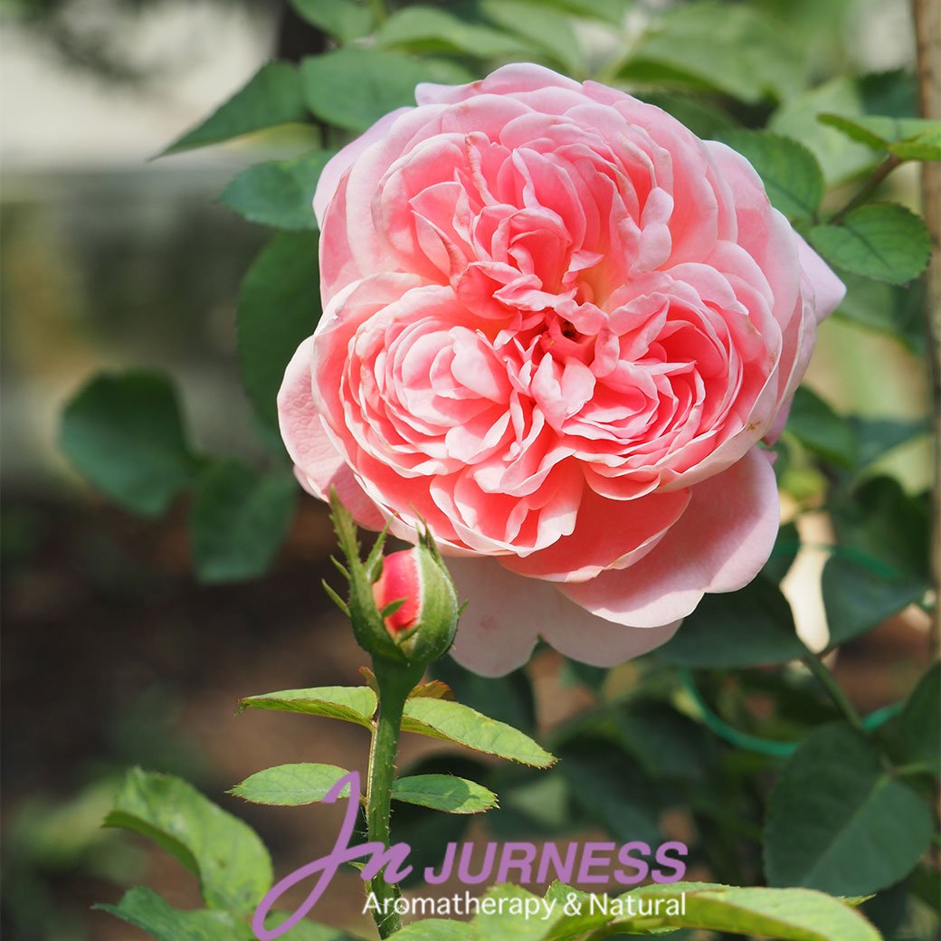 กุหลาบบัลกาเรีย กุหลาบบัลกาเรีย