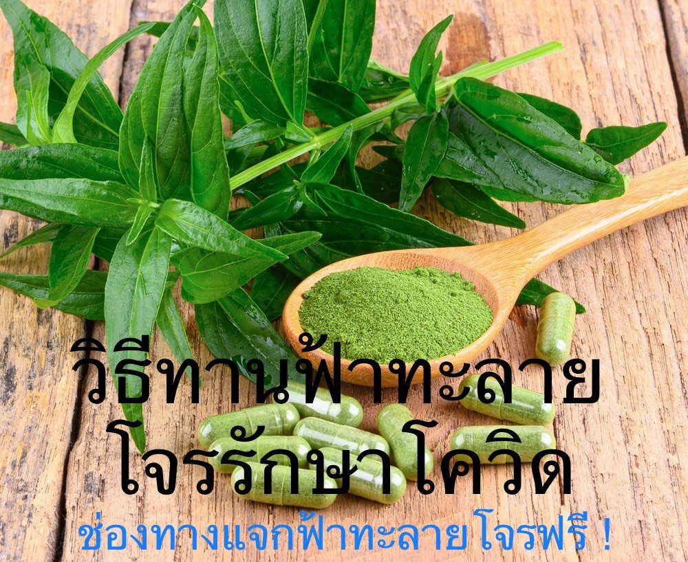 Thai Medicine : Andrographis paniculata