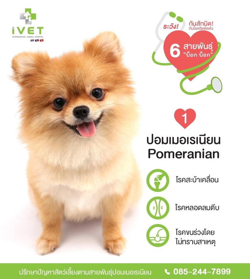 ระวังกันสักนิด! กับโรคฮิตติดตัว! จาก 6 สายพันธุ์ 'บ็อก! บ็อก!' ( ตอนที่ 1 )  - Ivethospital