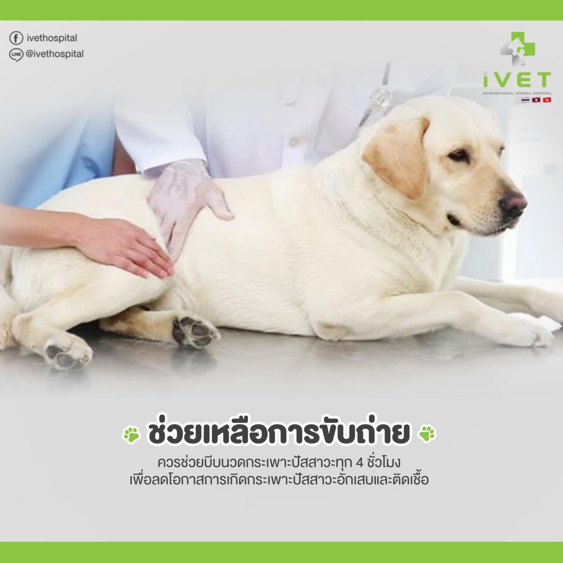 5 วิธีดูแลสัตว์ป่วยอัมพาต - ivethospital 5 วิธีดูแลสัตว์ป่วยอัมพาต - Ivethospital
