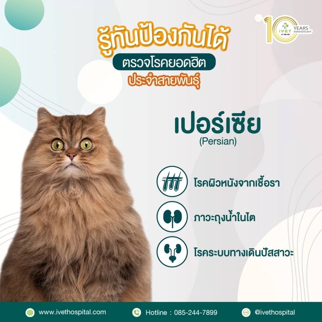 สายพันธุ์ เปอร์เซีย - Ivethospital