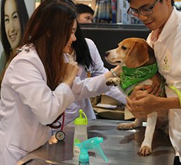 ﻿﻿﻿โรงพยาบาลสัตว์ไอเว็ทออกในงานบูท Thailand International Dog Show 2015 