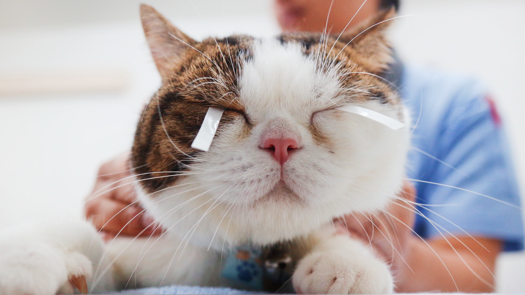อาการ ท่อน้ำตาอุดตันในแมว