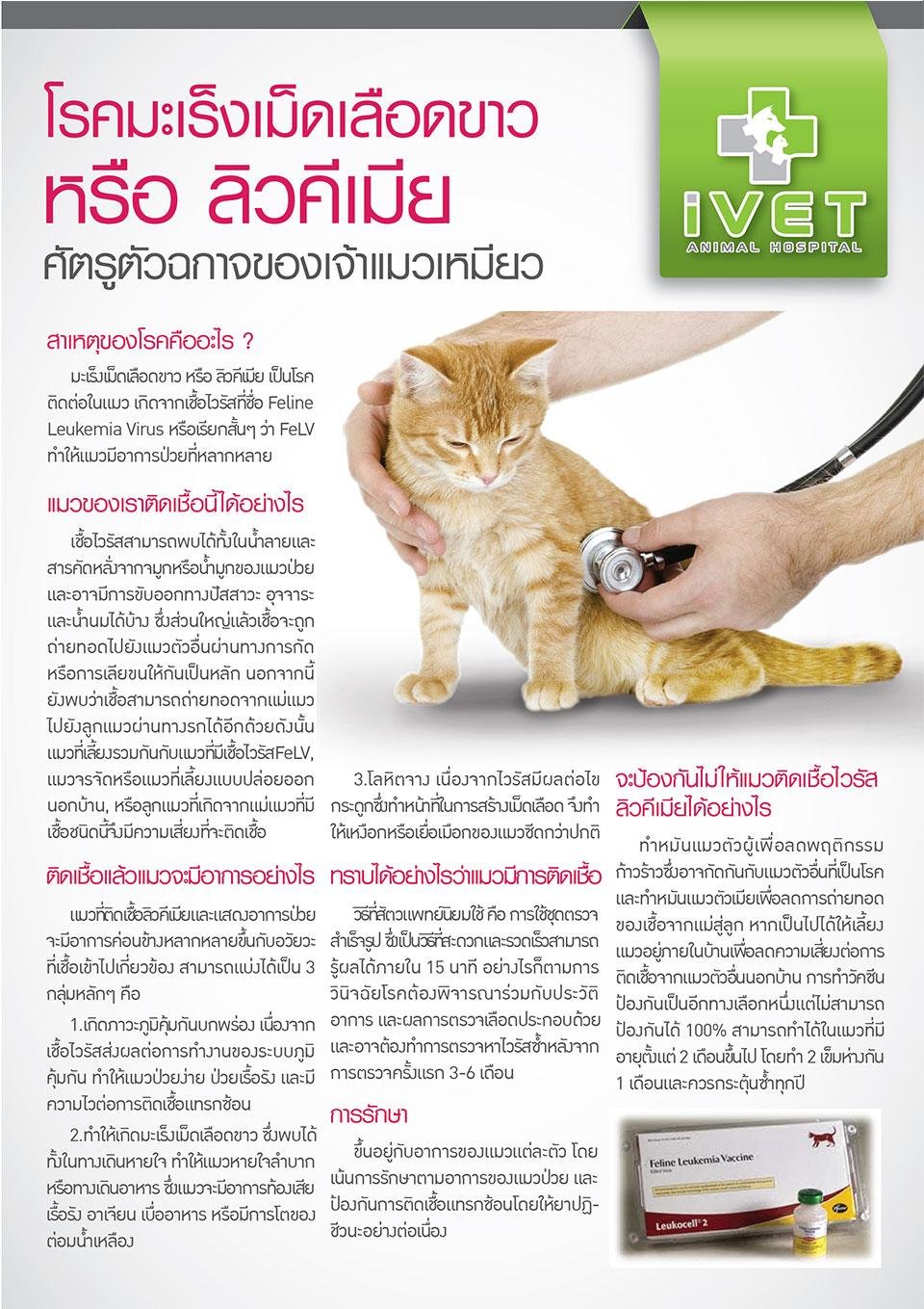 โรคมะเร็งเม็ดเลือดขาว หรือ ลิวคีเมียใน แนว
